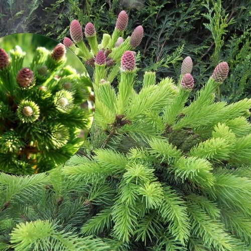 Picea abies 'Kurland' - Harilik kuusk 'Kurland' C2/2L